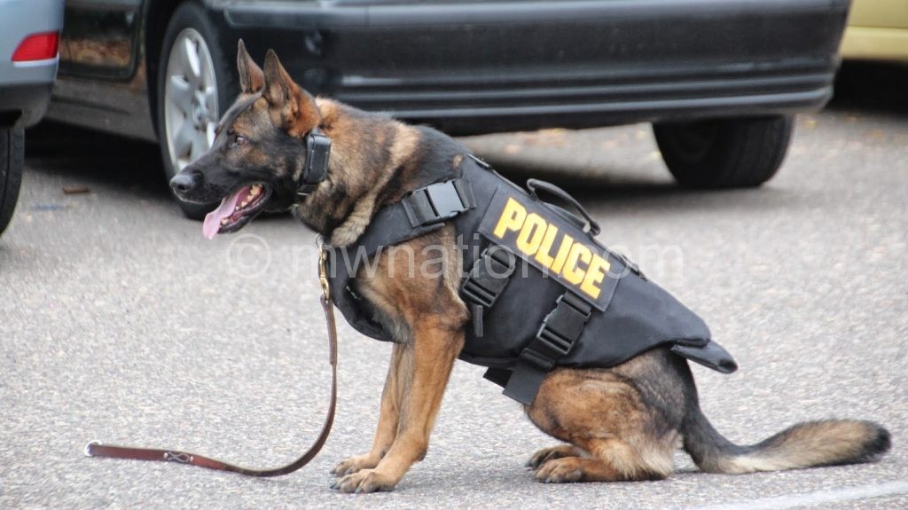 best-police-dogs-breeds