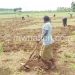 Some of the land distribution beneficiaries captured tilling ‘their’ land on Thursday