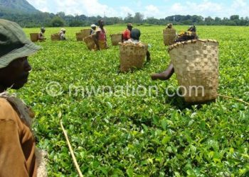 Malawi’s tea, tobacco and textiles enter international markets in unprocessed form