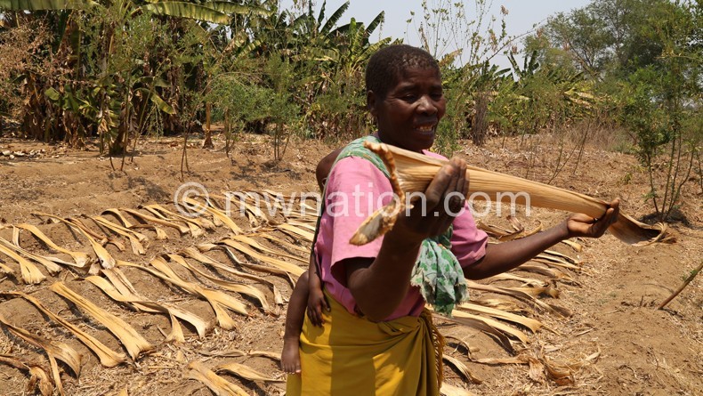 Ngoma: Banana stalkes are not waste materials, but materials raw