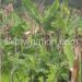 A banana field affected by disease
