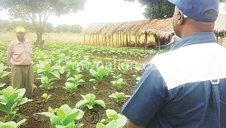 Chiyembekeza (R) interacting with a tobacco farmer in salima