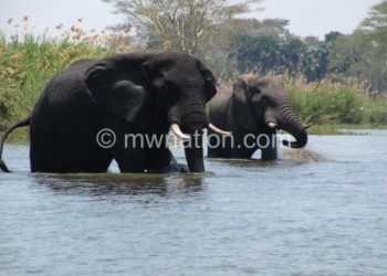 Malawi has wild life that could attract more tourists