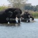 Malawi has wild life that could attract more tourists