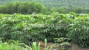 Cassava is under threat due to diseases