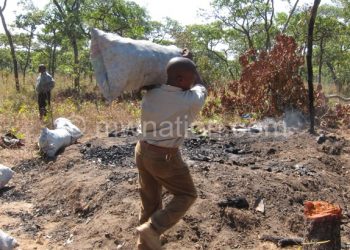 Poverty is not an excuse for charcoal burning