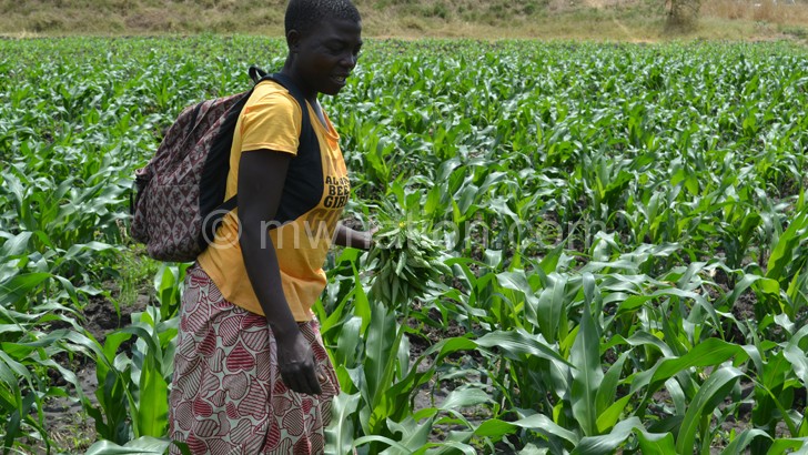 A young woman waters her tomato crop at Chiyendausiku in Balaka