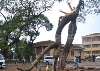 Part of the damage: One of the tree branches that was ripped and caused damage outside Limbe Police Station