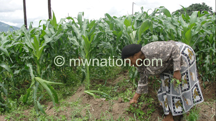 Agriculture transformation can happen if Malawi puts in place good plans