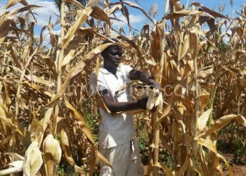 Martius John harvesting maize at prison garden