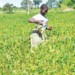 Soya beans has been selected for the initiative