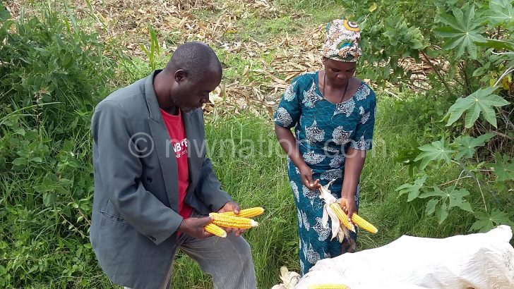 Farmer Kaunda Moyo and his wife appreciating their orange 
maize in the field