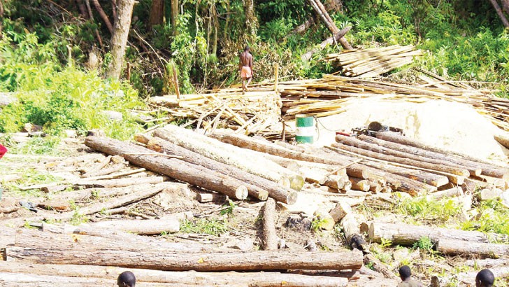 Illegal logging is said to attract weak fines