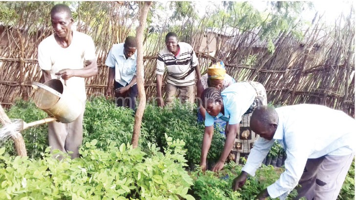 Community members attend to tree seedlings in Nsanje