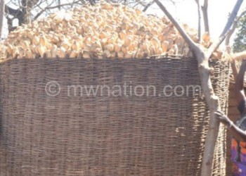 Kanyangale doubled his maize harvest to 
100 bags of 50 kg this year