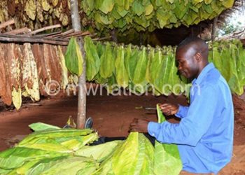 Tobacco growers grading their crop