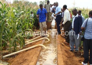 A maize field under Greenbelt project being irrigated