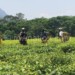Tea is Malawi’s second top export commodity after tobacco