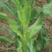 Fall armyworms have destroyed 2 117 hectares of maize in Kaporo