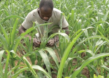 Dennis Country, a farmer in Lilongwe, 
inspects his field