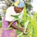 Abiti Disi inspects her devastated crop field in Mangochi