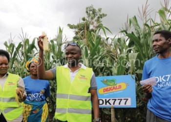 Maulawo shows a cob of the 
new maize variety