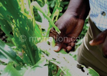 Farmers inspect crop infested with fall armyworms