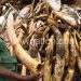 The ivory government confiscated and burned last year