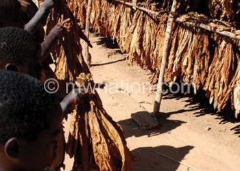 Child labour is common in the tobacco industry