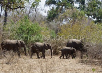 Malawi has stepped up efforts to combat wildlife crimes which included 
poaching and smuggling of illegal wildlife products