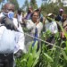 Fall armyworms affected maize yield this harvest season