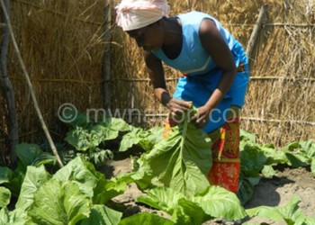 Some families are reaping benefits through vegetable farming