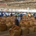 Malawi tobacco has become under spotlight in recent times