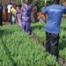 People appreciating Mulanje cedar seedlings at MMCT nurseries
