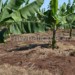 The dwindling production of bananas due to disease has affected education in Thyolo