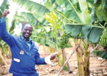 Trainer Zikonjani Chivunga shows off a clean banana sucker