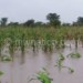 Floods affected maize yield