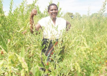 Munthali, a lead farmer at Luwuchi, Chiweta, is a role model in her area