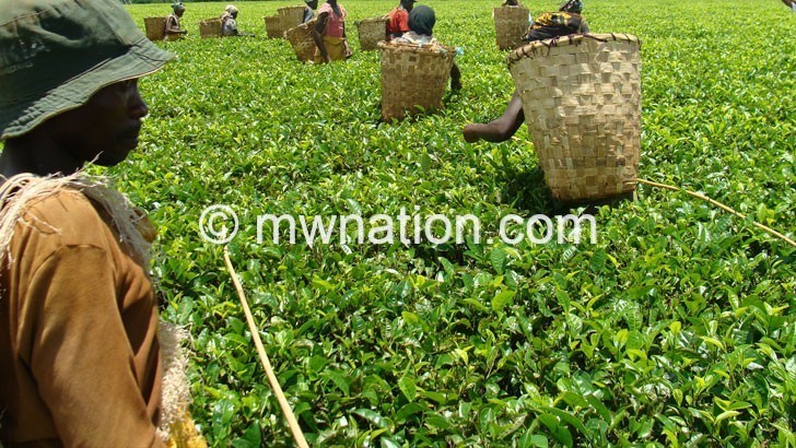 Tea Association reacts to Cdedi’s idle land claims