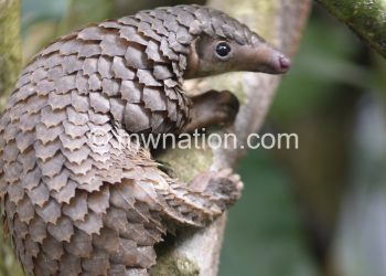 Pangolins are widely hunted for its meat and scales.