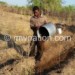 A farmer applying manure