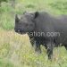 Rhinos roam Majete Wildlife Reserve