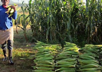 Maize prices eased in January despite being the lean period