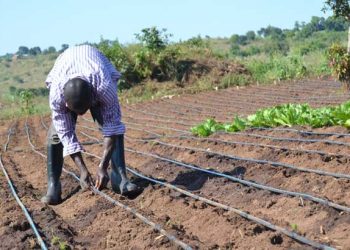 Agriculture is touted as the economic backbone of the country
