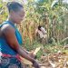 Maize still remain the country’s staple crop