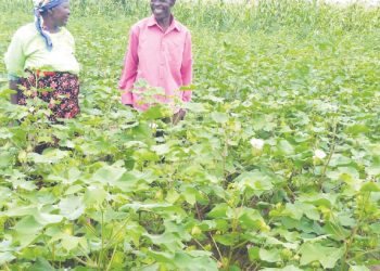 Cotton is one of the lucrative cash crops along its value chain