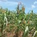 Most areas in the Southern Region have poor maize crop