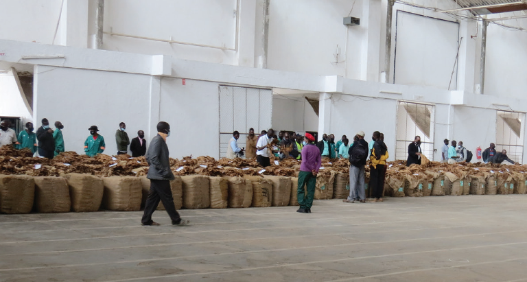 Low volumes marred the opening of Limbe Auction Floors last week