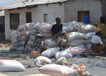 Maize contributes about 52 percent to the inflation basket