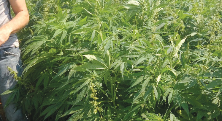 Cannabis growers move to raise K9.4m licence fee